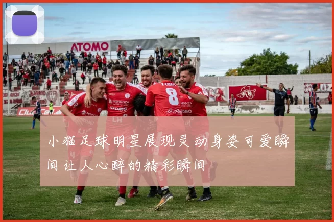小猫足球明星展现灵动身姿可爱瞬间让人心醉的精彩瞬间